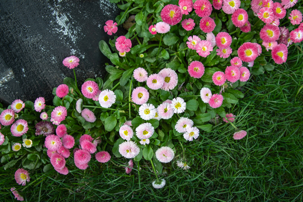花花草草