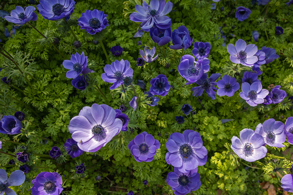花花草草